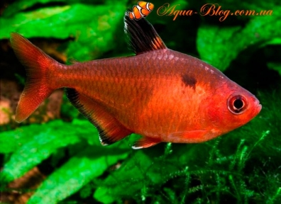 Мінор 2-3,5см