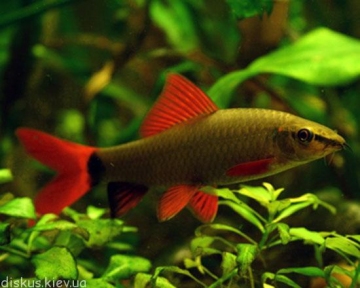 Лабео Фрінатус 2-2,5см