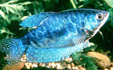 Гурами мармуровий 2,5-4,5см