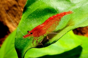 Креветка Черрі 1-1,5см