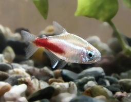 Неон Діамантовий 1,5-2,5см