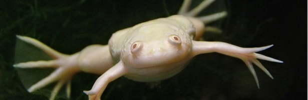 Жаба шпорцева 2,5-4см