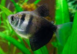 Тернеція GLOFISH МІКС 2-3,5см