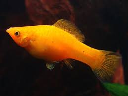 Пецилія Ведмежі вушка 2,5-3,5см