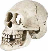 Trixie декор Череп 15 см