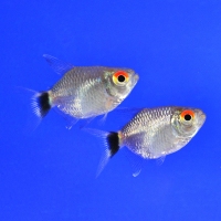 Філомена Дискова 1,5-2,5см