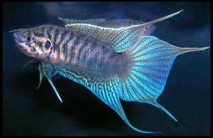 Макропод 3-6см