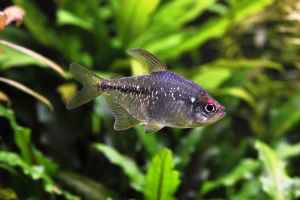 Діамантова тетра 7см