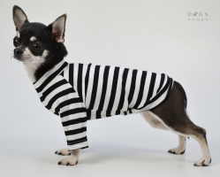 DOGS BOMBA Тільник 4