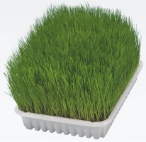 Trixie Трава м'яка ємність 100 г