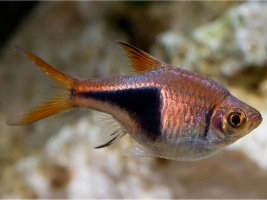 Розбору 1,5-3см