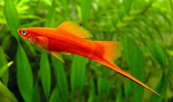 Міченосець 1,5-3,5см