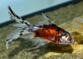 Комета ситцева 4,5-6см