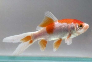 Комета червоно-біла 4,5-6см