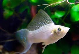 Моллінезія Асорті 5см