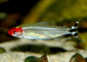 Родостомус 2-4см