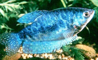 Гурами мармуровий 2,5-4,5см