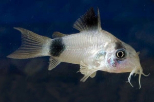 Коридорас панда 2-3,5 см