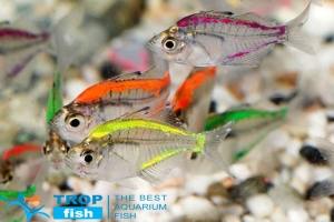 Окунь Скляний 2,5-3,5см